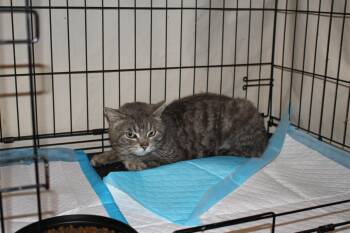 Police Officer -  Domestic Short Hair Cat for Adoption in Cleveland, Ohio - Police Officer | PetCurious