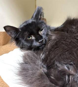 NEON -  Domestic Long Hair Cat for Adoption in Dedham, Massachusetts - NEON | PetCurious