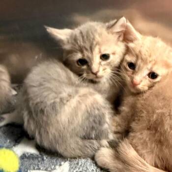 Gwen -  Domestic Short Hair Cat for Adoption in Evensville, Tennessee - Gwen | PetCurious