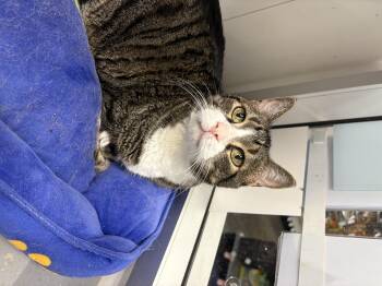 Rescue Domestic Short Hair Cats for Adoption in Zimmerman, Minnesota - Princess | PetCurious