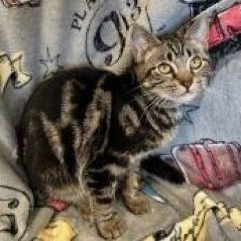 Domestic Short Hair Cats Available for Adoption - Wink | PetCurious