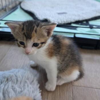 Calico and Domestic Short Hair Cats Available for Adoption - Alodia | PetCurious