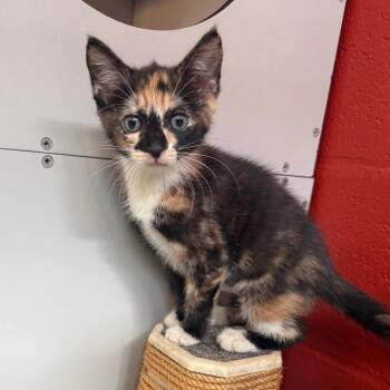 Fruity Pebbles -  Domestic Short Hair Cat for Adoption in Sarasota, Florida - Fruity Pebbles | PetCurious
