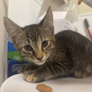 Sweet -  Domestic Short Hair Cat for Adoption in Tulsa, Oklahoma - Sweet | PetCurious