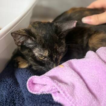 Eskima -  Domestic Short Hair Cat for Adoption in Sunrise, Florida - Eskima | PetCurious