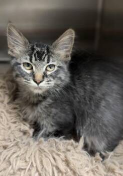 Domestic Long Hair Cats Available for Adoption in Bemidji, Minnesota - Maleficent | PetCurious