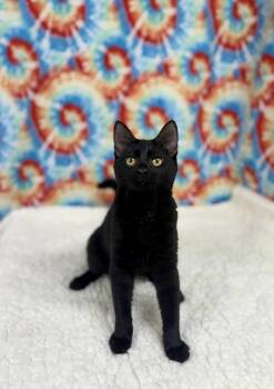 Salem -  Domestic Short Hair Cat for Adoption in Upper Sandusky, Ohio - Salem | PetCurious