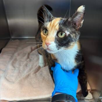 Julia -  Domestic Short Hair Cat for Adoption in Council Bluffs, Iowa - Julia | PetCurious