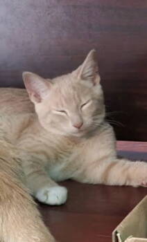 Rescue Domestic Short Hair Cats for Adoption in Alexandria, Virginia - Pitel - KITTEN In Foster | PetCurious