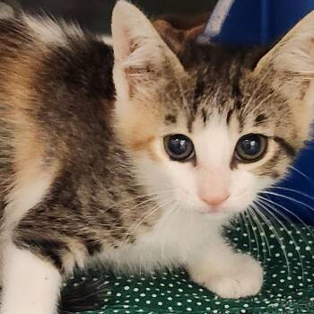 Domestic Short Hair Cats Available for Adoption in Corsicana, Texas - Jelly Bean K45746 | PetCurious