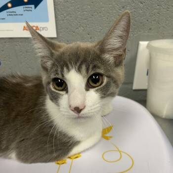 Rescue Domestic Short Hair Cats for Adoption in Allentown, Pennsylvania - Lorenzo | PetCurious