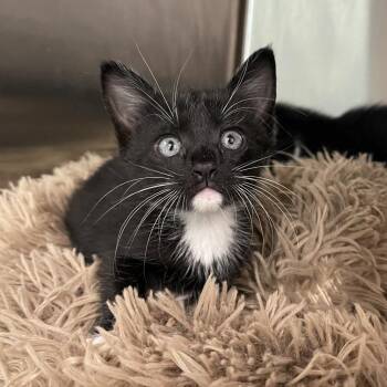 Mazda -  Domestic Short Hair Cat for Adoption in Clearwater, Florida - Mazda | PetCurious