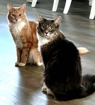 Rescue Domestic Medium Hair Cats for Adoption in Crystal River, Florida - TANGO & CASH | PetCurious
