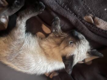 Louis -  Siamese Cat for Adoption in Bethel Park, Pennsylvania - Louis | PetCurious