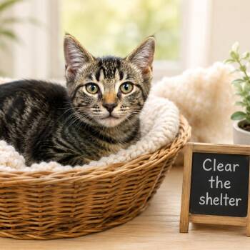 Nacho -  Domestic Medium Hair Cat for Adoption in Columbiana, Alabama - Nacho | PetCurious