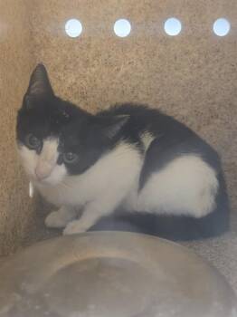 KYGO -  Domestic Short Hair Cat for Adoption in Tallahassee, Florida - KYGO | PetCurious