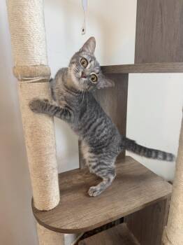 Alfie -  Domestic Short Hair Cat for Adoption in New York, New York - Alfie | PetCurious