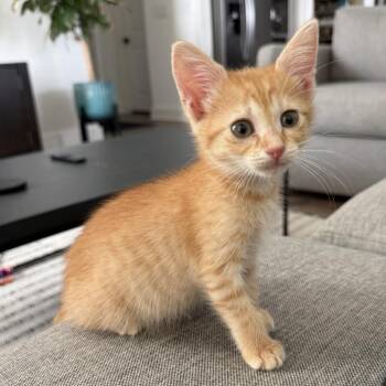 Uno Reverse 22 -  Domestic Short Hair Cat for Adoption in Austin, Texas - Uno Reverse 22 | PetCurious
