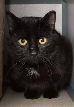 Domestic Short Hair Cats Available for Adoption in Waupaca, Wisconsin - Oz (Barn Cat) | PetCurious