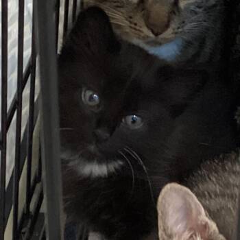 Locket -  Domestic Short Hair Cat for Adoption in Montgomery, Alabama - Locket | PetCurious