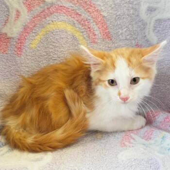 Hacky Sack -  Domestic Medium Hair Cat for Adoption in Mt. Juliet, Tennessee - Hacky Sack | PetCurious