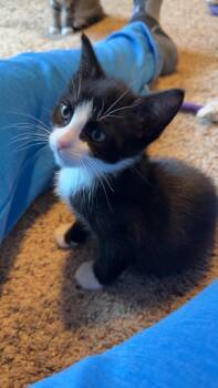 Jasper -  Domestic Short Hair Cat Available for Adoption in Rochester, Washington - Jasper | PetCurious