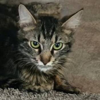 Sunny -  Domestic Medium Hair Cat for Adoption in San Diego, California - Sunny | PetCurious
