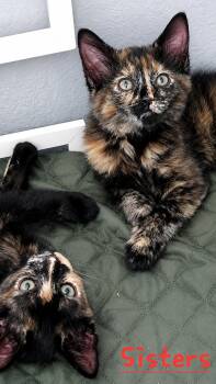 Jolly Jewel and Happy Harper (bonded pair) -  Tortoiseshell Cat for Adoption in Homestead, Florida - Jolly Jewel And Happy Harper (bonded Pair) | PetCurious