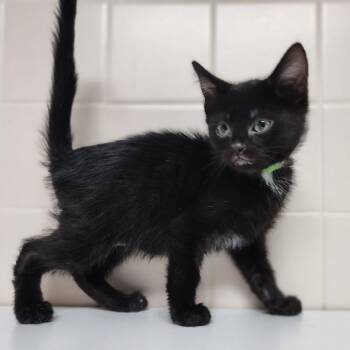 Domestic Short Hair Cats Available for Adoption in Dixon, Illinois - Malomar | PetCurious