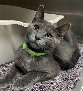 Lupin -  Domestic Medium Hair Cat for Adoption - Lupin | PetCurious