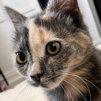 Sonesta -  Domestic Short Hair Cat for Adoption in Santa Ana, California - Sonesta | PetCurious