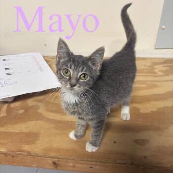 Mayo -  Domestic Short Hair Cat for Adoption in Hillsboro, Ohio - Mayo | PetCurious