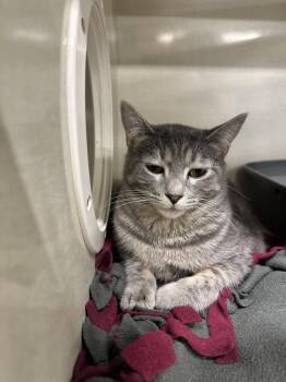 Domestic Short Hair Cats Available for Adoption in Dayton, Minnesota - Aspen | PetCurious
