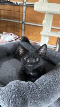 Flopsy -  Domestic Short Hair Cat for Adoption in Monticello, Indiana - Flopsy | PetCurious