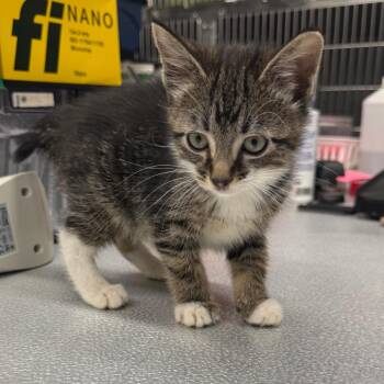 Aphid -  Domestic Short Hair Cat for Adoption in Spokane, Washington - Aphid | PetCurious