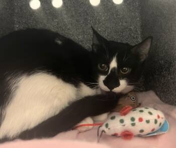 Rescue Domestic Short Hair Cats for Adoption in New York, New York - Zin | PetCurious