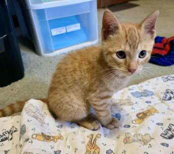 Benny -  Domestic Short Hair Cat for Adoption in East Amherst, New York - Benny | PetCurious