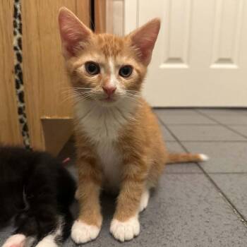 Biscuithead -  Domestic Short Hair Cat for Adoption in Candler, North Carolina - Biscuithead | PetCurious