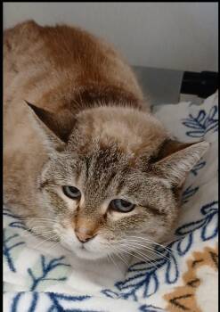 Siamese and Domestic Short Hair Cats Available for Adoption - Princess Turquoise | PetCurious