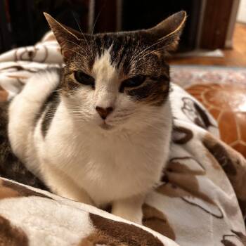 Nala -  Domestic Short Hair Cat for Adoption in Fairfax Station, Virginia - Nala | PetCurious