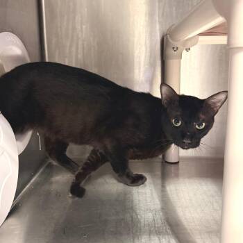 Cat 2 -  Domestic Short Hair Cat for Adoption in San Gabriel, California - Cat 2 | PetCurious