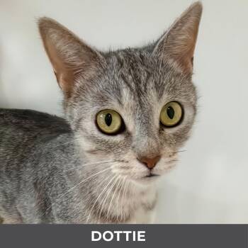 Dottie -  Domestic Short Hair Cat for Adoption in Toronto, Ontario - Dottie | PetCurious