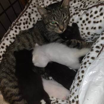 Rescue Domestic Short Hair Cats for Adoption in Natchitoches, Louisiana - Aurora | PetCurious