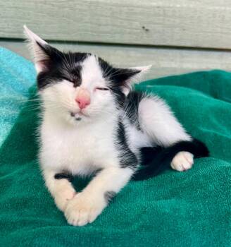 Rescue Domestic Medium Hair Cats for Adoption in Miromar Lakes, Florida - Nala | PetCurious