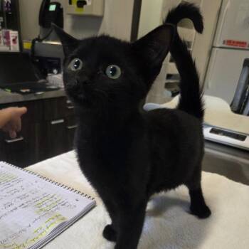 Beanie -  Domestic Short Hair Cat for Adoption in Oak Brook, Illinois - Beanie | PetCurious