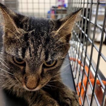 SCFL-Stray-66937 -  Domestic Short Hair Cat for Adoption in Lake Panasoffkee, Florida - SCFL-Stray-66937 | PetCurious