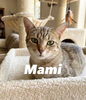 Mami -  Domestic Short Hair Cat for Adoption in Chandler, Arizona - Mami | PetCurious