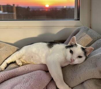 Moo -  Domestic Short Hair Cat for Adoption in Champaign, Illinois - Moo | PetCurious