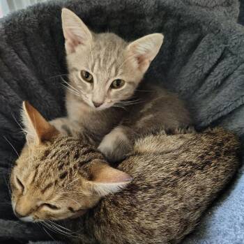 Earl Grey -  Domestic Short Hair Cat for Adoption - Earl Grey | PetCurious