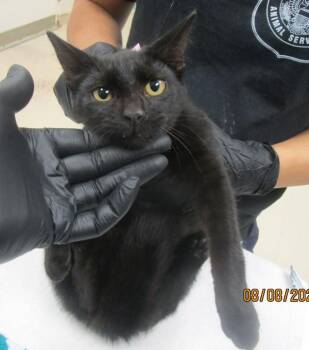 (706) -  Domestic Short Hair Cat for Adoption in Marietta, Georgia - (706) | PetCurious